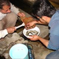 نمونه برداری طرح بچه ماهیان عاری از بیماری خاص قزل آلا (SPF) در مزارع استان آذربایجان غربی